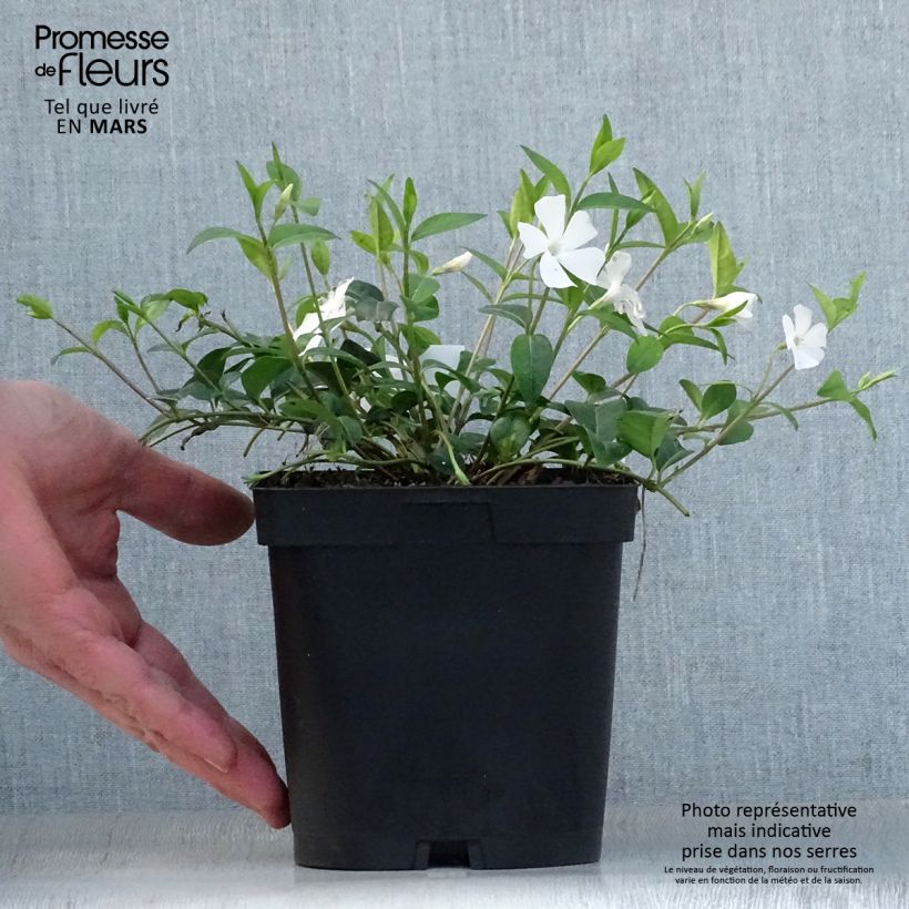 Spécimen de Vinca minor Alba - Petite pervenche Pot de 2L/3L tel que livré au printemps