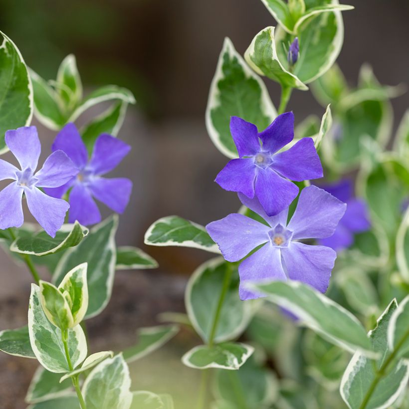 Vinca minor Argenteovariegata - Pervenche panachée à petites fleurs (Floraison)