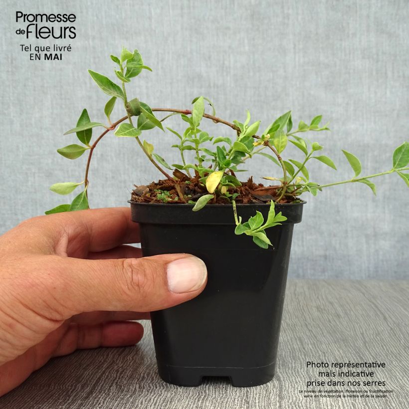 Spécimen de Vinca minor Atropurpurea - Pervenche à petite fleurs   Godet de 8/9 cm tel que livré au printemps