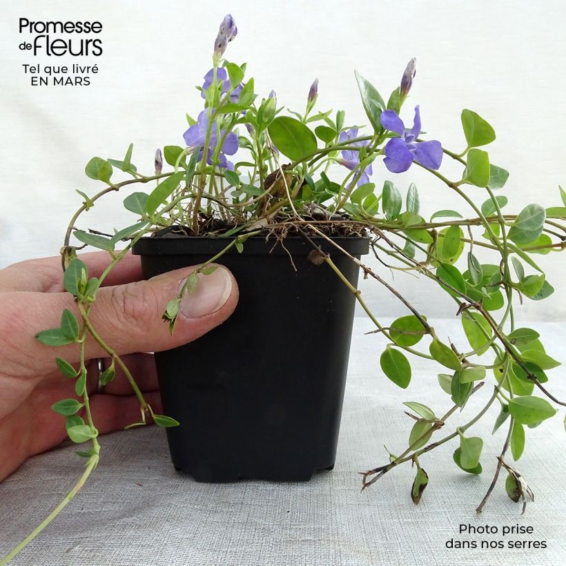 Example of Vinca minor Marie - Pervenche à petite fleurs  Godet de 8/9 cm as you get in printemps