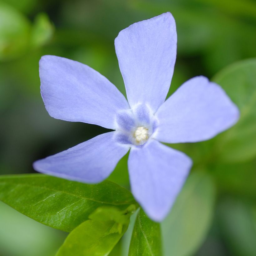Vinca minor Valentin - Petite Pervenche (Floraison)