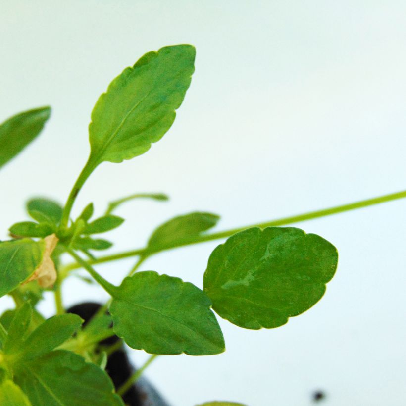 Viola Cornuta Columbine - Pensée à Cornes (Feuillage)