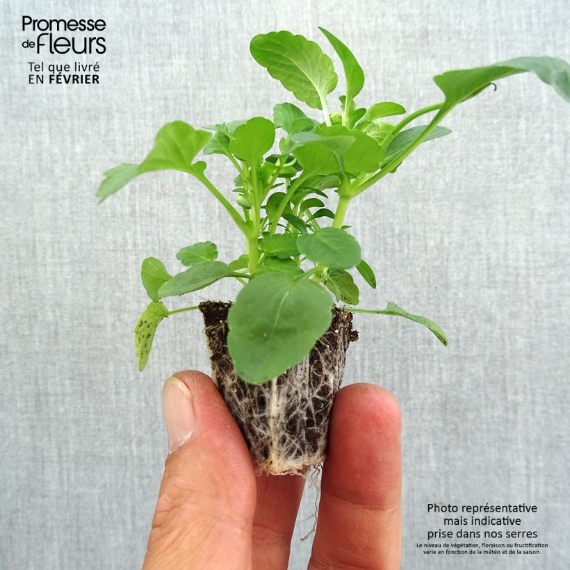 Example of Viola cornuta Butterfly en mélange Mini-motte Jardimotte : motte 3,8 cm x 3,2 cm en plaque de culture par 16, Plant vert de 5 cm de haut environ as you get in automne