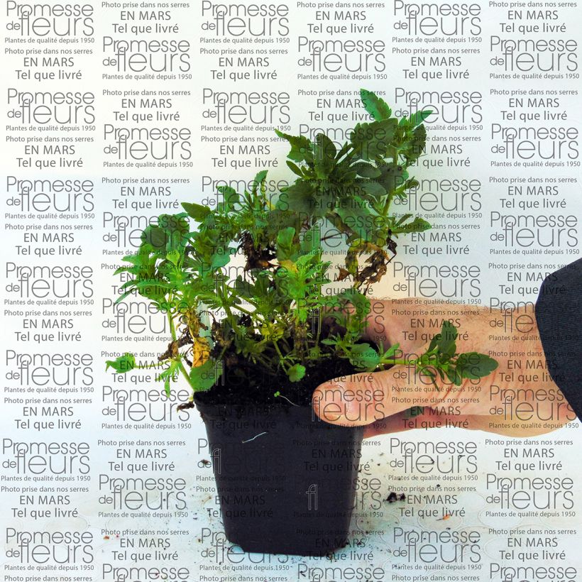 Exemple de spécimen de Viola cornuta Irish Molly - Pensée à Cornes Godet de 8/9 cm tel que livré