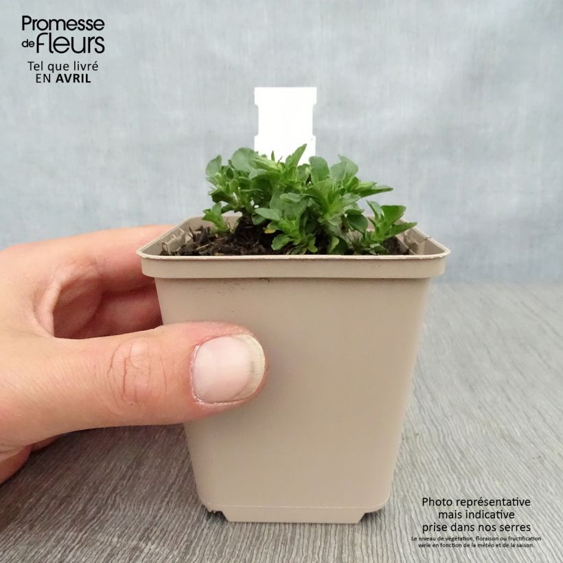 Spécimen de Viola cornuta Martin - Pensée à Cornes Godet de 8/9 cm tel que livré au printemps