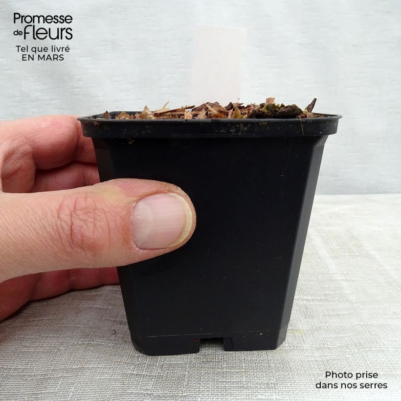 Spécimen de Viola koreana Mars Godet de 8/9 cm tel que livré au printemps