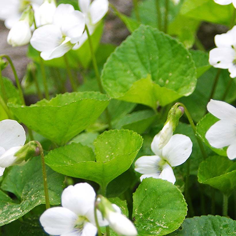 Violette vivace - Viola sororia Albiflora (Feuillage)
