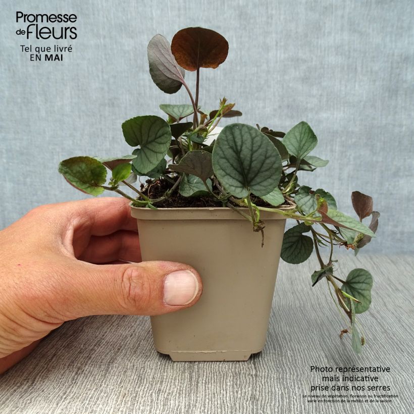 Spécimen de Viola walteri Silver Gem - Violette des Appalaches Godet de 8/9 cm tel que livré au printemps