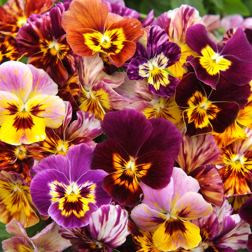 Graines de Viola Brush Strokes (Floraison)