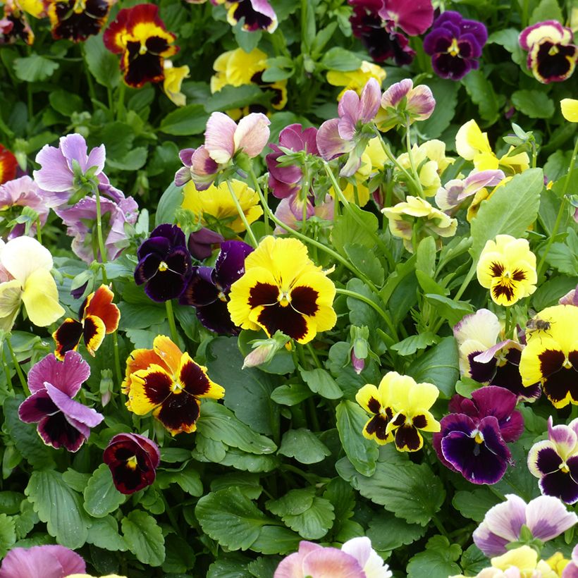 Graines de Pensée géante de Suisse en mélange - Viola x wittrockiana (Floraison)