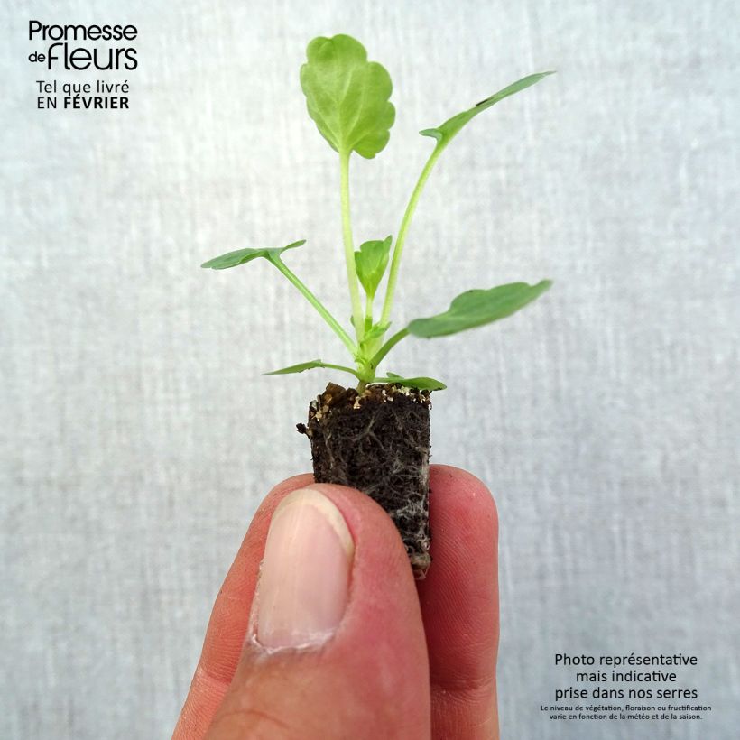 Spécimen de Violette cornue Butterfly Violet antique - Viola cornuta Mini-motte Ø 1,5/2,5 cm tel que livré en automne