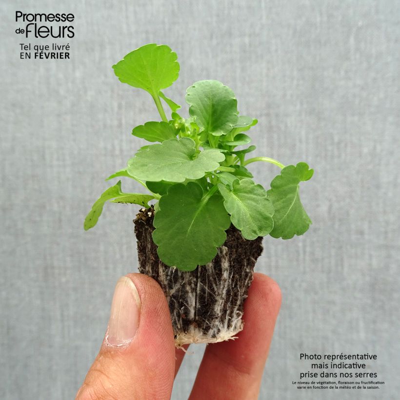 Spécimen de Violette cornue Penny Yellow Jardimotte : motte 3,8 cm x 3,2 cm en plaque de culture par 16, Plant vert de 5 cm de haut environ tel que livré en automne