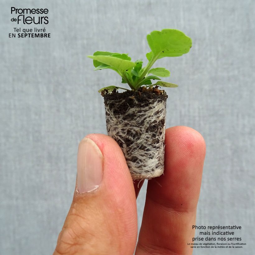 Spécimen de Violette cornue Sorbet Xp Blackberry - Viola cornuta  Mini-motte Ø 1,5/2,5 cm, Plant vert de 3 à 5 cm de haut environ tel que livré en automne