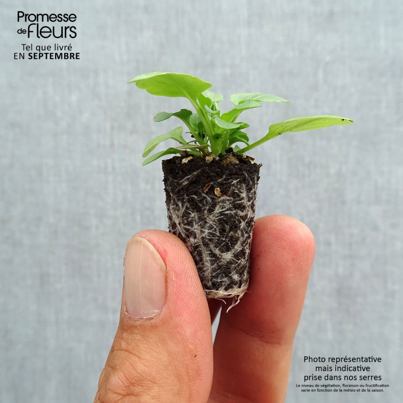 Spécimen de Violette cornue Sorbet XP Yellow Blotch - Viola cornuta Mini-motte Ø 1,5/2,5 cm, Plant vert de 3 à 5 cm de haut environ tel que livré en automne