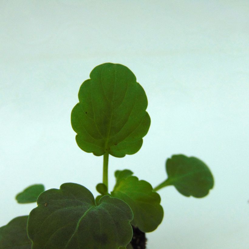 Violette cornue Sorbet Xp Blackberry - Viola cornuta  (Feuillage)