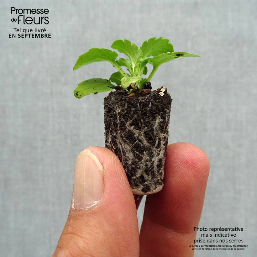 Spécimen de Violette cornue Sorbet Xp Deep Orange - Viola cornuta  Mini-motte Ø 1,5/2,5 cm, Plant vert de 3 à 5 cm de haut environ tel que livré en automne