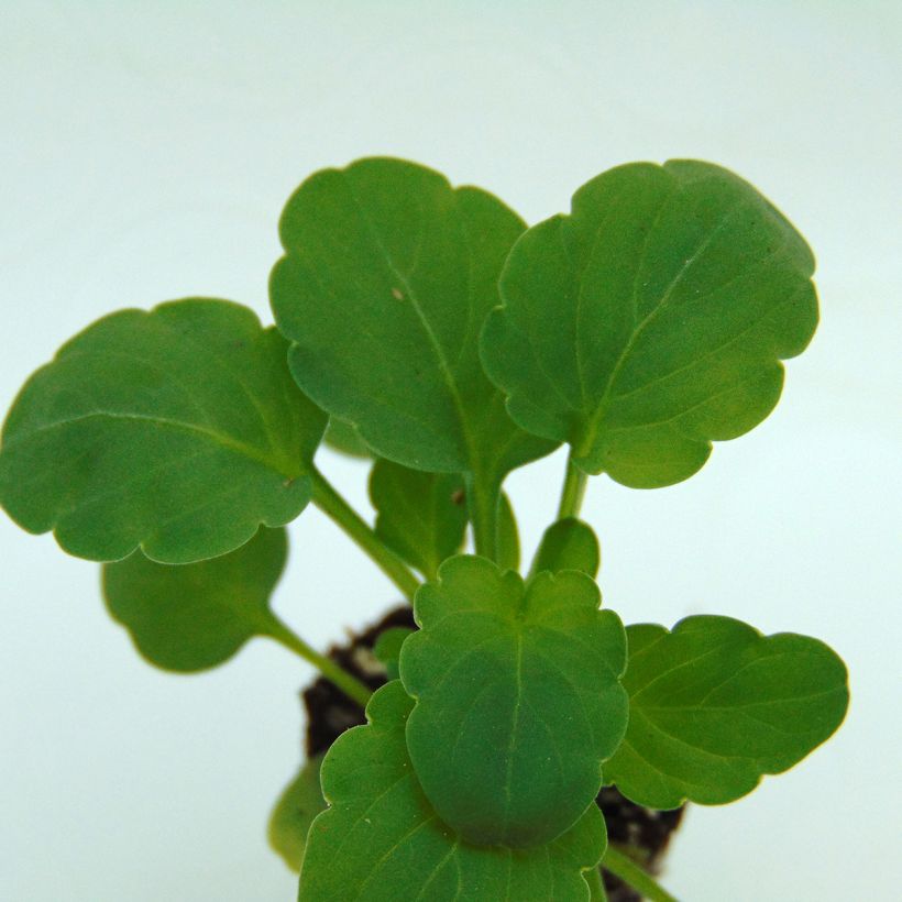 Violette cornue Sorbet Xp Lemon Jump-Up Mini-motte - Viola cornuta  (Feuillage)