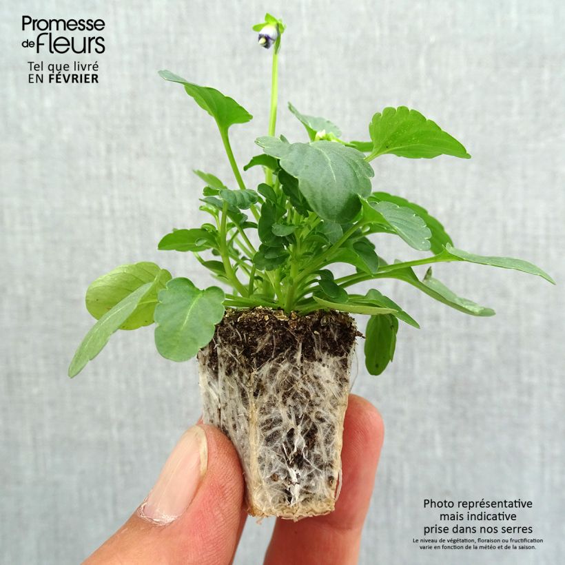 Spécimen de Violette cornue Sorbet Xp Pink Halo Mini-motte Jardimotte : motte 3,8 cm x 3,2 cm en plaque de culture par 16, Plant vert de 5 cm de haut environ tel que livré en automne
