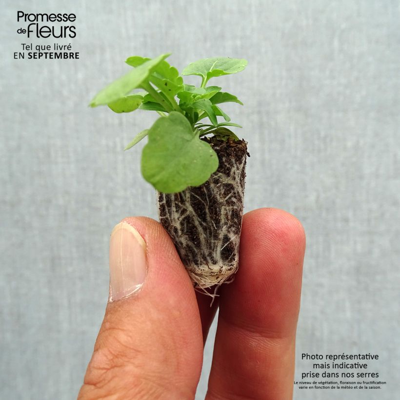 Spécimen de Violette cornue Xp Sorbet  F1 Yellow Mini-motte - Viola cornuta Mini-motte Ø 1,5/2,5 cm, Plant vert de 3 à 5 cm de haut environ tel que livré en automne