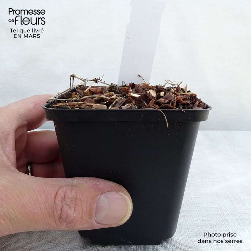 Spécimen de Violette à feuille de lierre - Viola hederacea Godet de 8/9 cm tel que livré au printemps