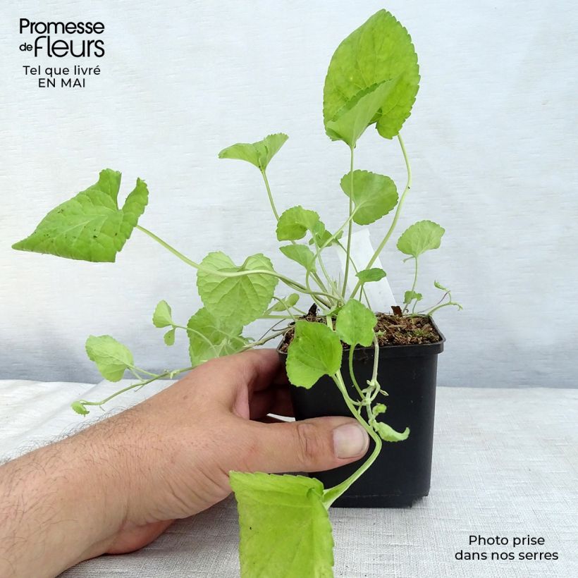 Spécimen de Violette odorante Königin Charlotte - Viola odorata Godet de 8/9 cm tel que livré au printemps