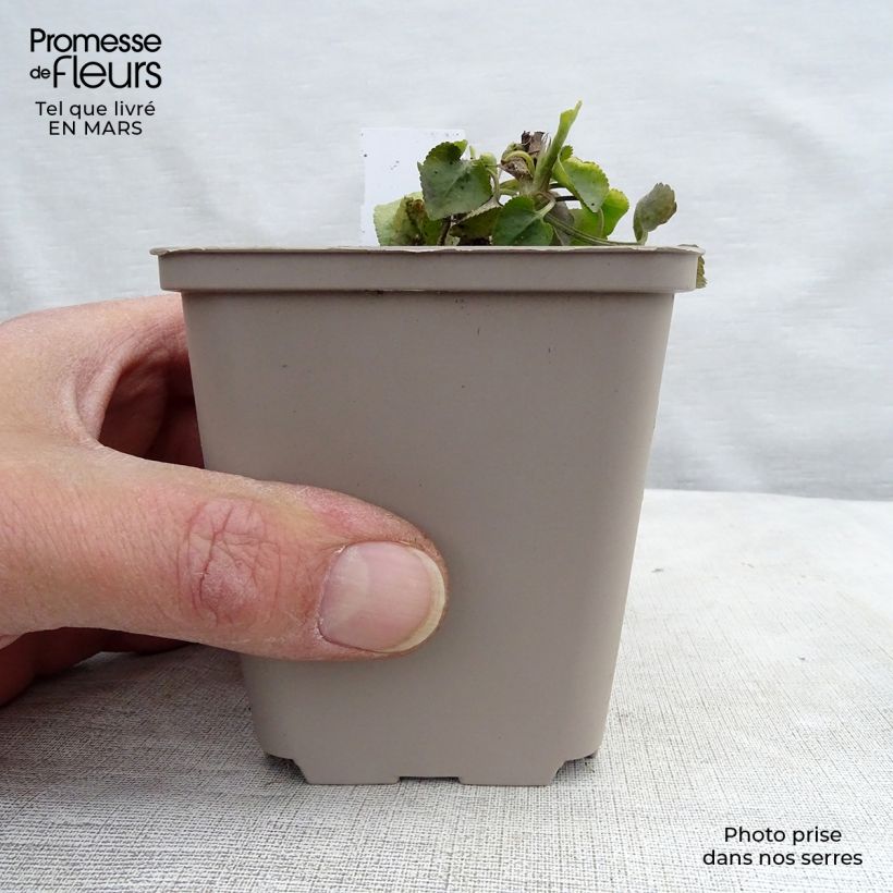 Spécimen de Violette odorante - Viola odorata Godet de 8/9 cm tel que livré au printemps