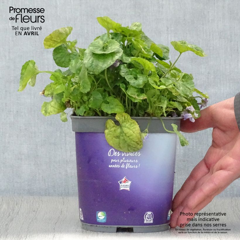 Spécimen de Violette odorante - Viola odorata Plena Pot de 2L/3L tel que livré au printemps