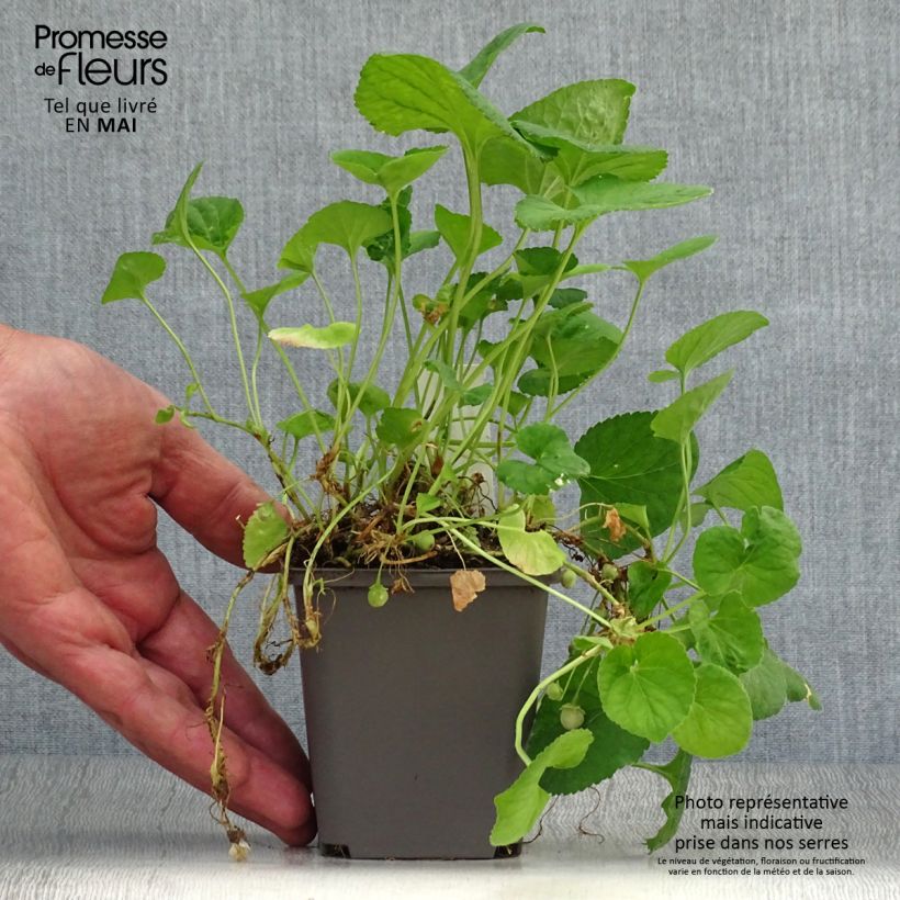 Spécimen de Violette odorante, Viola odorata Reine Des Blanches, pensée Godet de 8/9 cm tel que livré au printemps