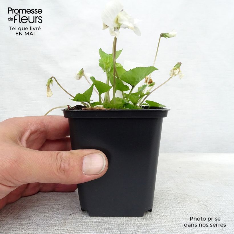 Spécimen de Violette vivace - Viola sororia Albiflora Godet de 8/9 cm tel que livré au printemps