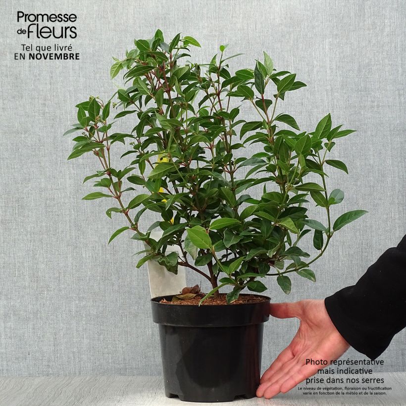 Spécimen de Viburnum tinus Spirit - Laurier tin Pot de 1,5L/2L tel que livré en automne