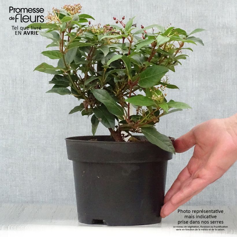 Spécimen de Viorne, Laurier Tin- Viburnum tinus Spirit Pot de 1,5L/2L tel que livré au printemps