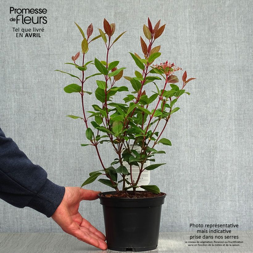Spécimen de Viorne, Laurier Tin- Viburnum tinus Spirit Pot de 3L/4L tel que livré au printemps