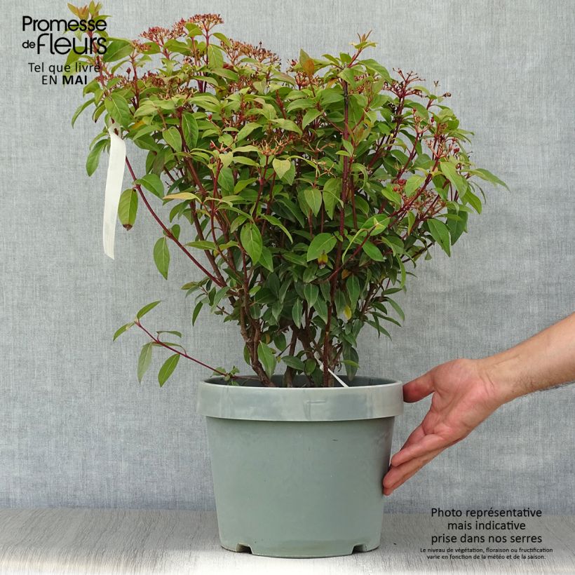 Spécimen de Viorne, Laurier Tin- Viburnum tinus Spirit Pot de 7,5L/10L tel que livré au printemps