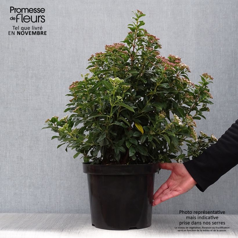 Spécimen de Viorne, Laurier-tin - Viburnum tinus Pot de 7,5L/10L tel que livré en automne