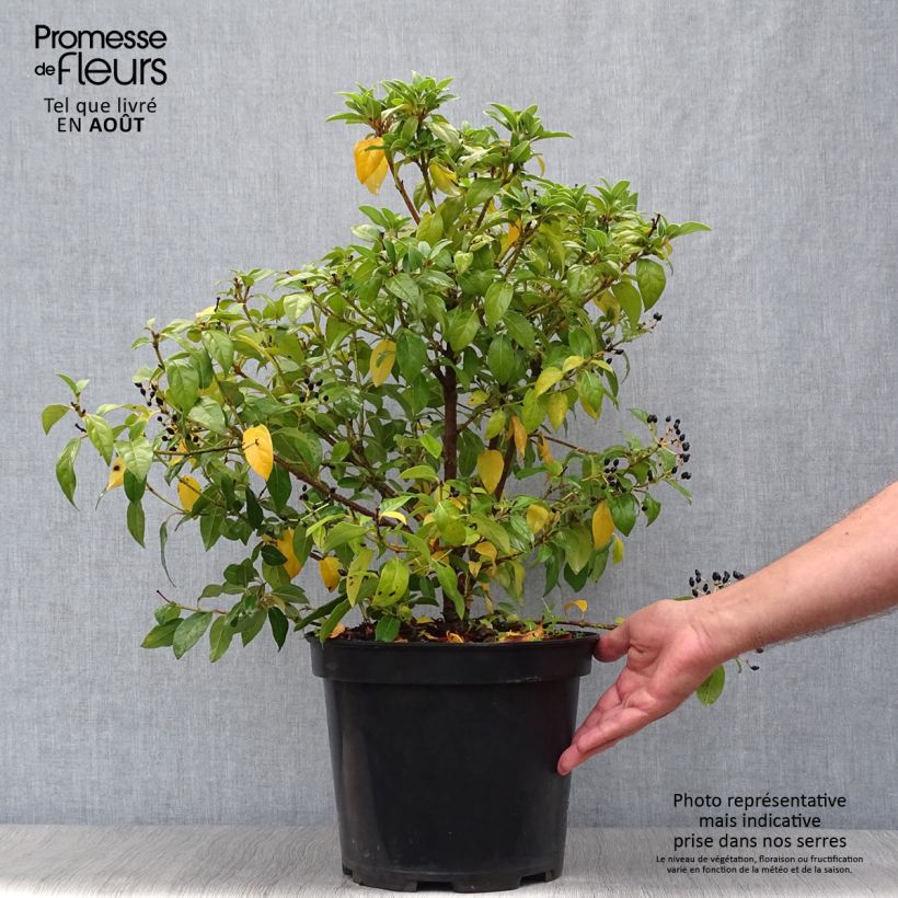 Spécimen de Viorne, Laurier-tin - Viburnum tinus Pot de 7,5L/10L tel que livré en été