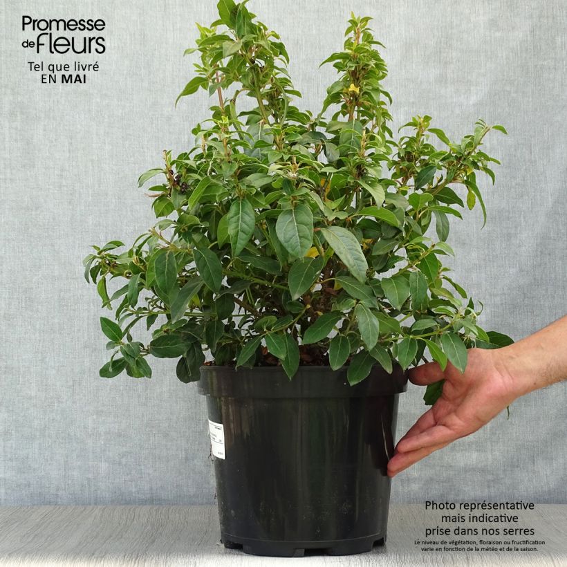 Example of Viorne, Laurier Tin - Viburnum tinus Pot de 7,5L/10L as you get in printemps