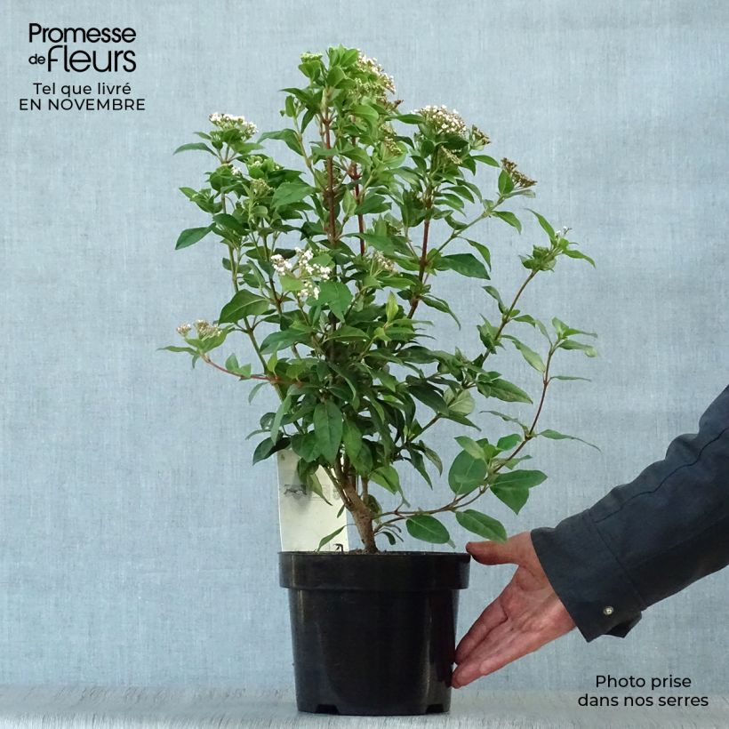 Spécimen de Viorne, Laurier-tin - Viburnum tinus Pot de 2L/3L tel que livré en automne