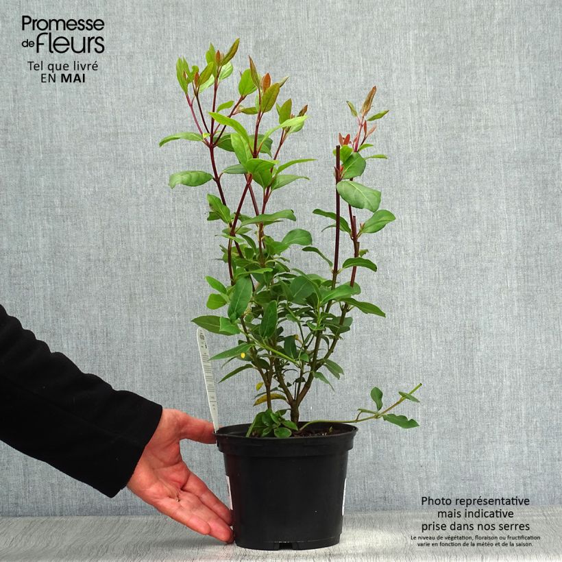Example of Viorne, Laurier tin - Viburnum tinus Gwenlian Pot de 2L/3L as you get in printemps