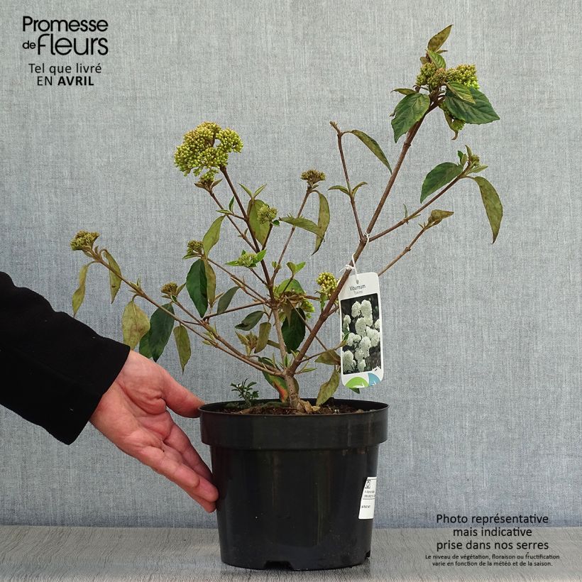 Example of Viorne - Viburnum Eskimo Pot de 2L/3L as you get in printemps
