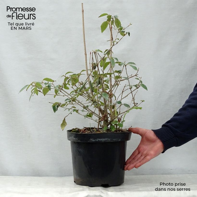 Example of Viorne - Viburnum Eskimo Pot de 4L/5L as you get in printemps