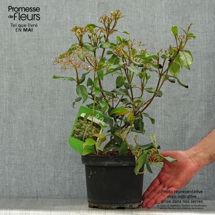 Spécimen de Viorne - Viburnum globosum Jermyns Globe Pot de 3L/4L tel que livré au printemps