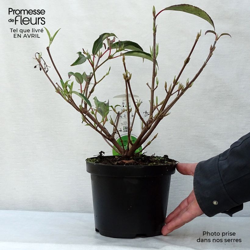 Example of Viorne - Viburnum hillieri Winton Pot de 3L/4L as you get in printemps