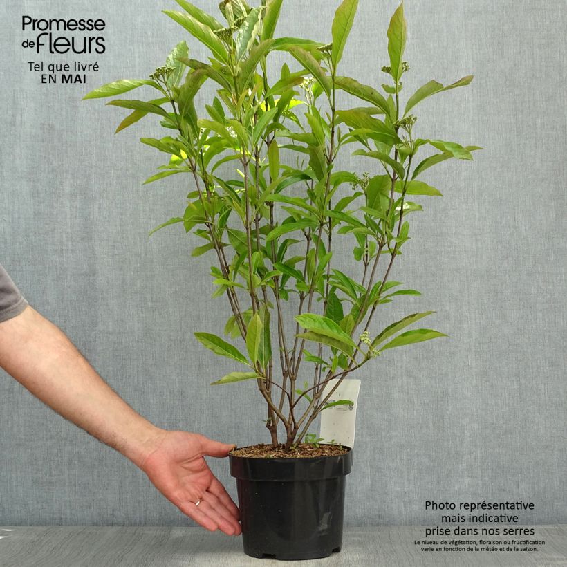 Spécimen de Viorne - Viburnum nudum Brandywine Pot de 2L/3L tel que livré au printemps