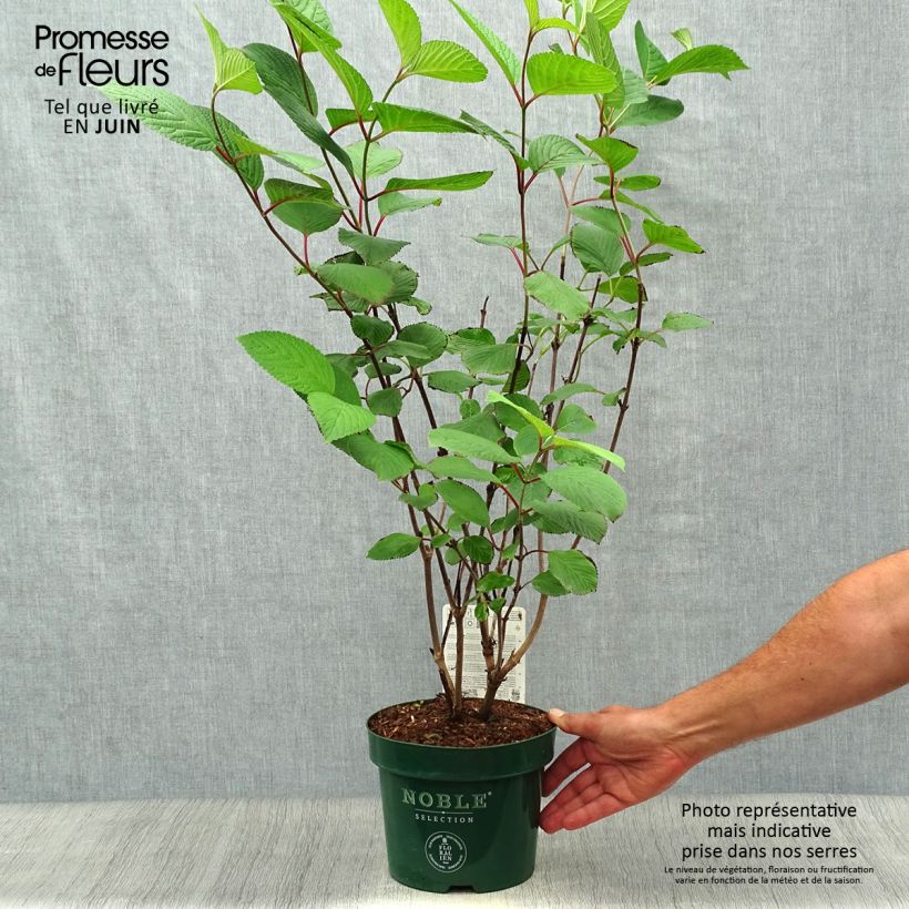 Spécimen de Viorne - Viburnum plicatum Grandiflorum Pot de 2L/3L tel que livré en été