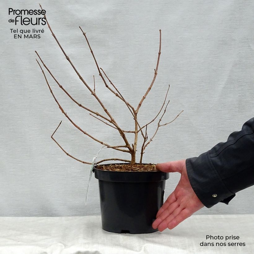 Spécimen de Viorne - Viburnum plicatum Lanarth Pot de 2L/3L tel que livré au printemps