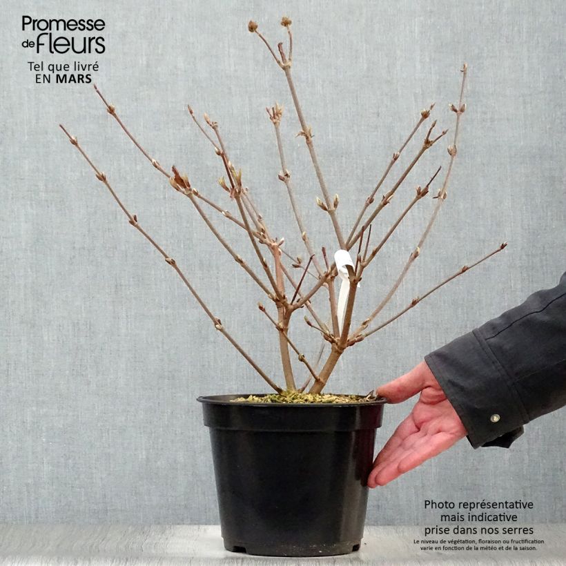 Spécimen de Viorne - Viburnum plicatum Opening Day Pot de 3L/4L tel que livré au printemps