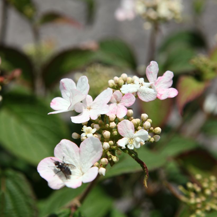 Viorne - Viburnum plicatum Pinkawai (Flowering)