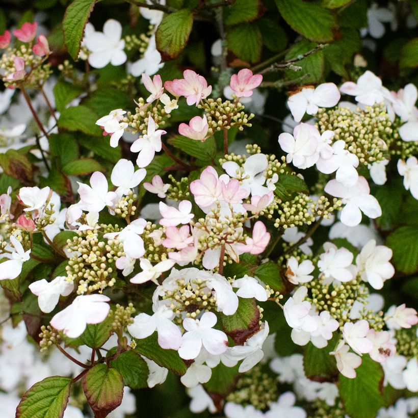 Viorne - Viburnum plicatum Pinkawai (Plant habit)