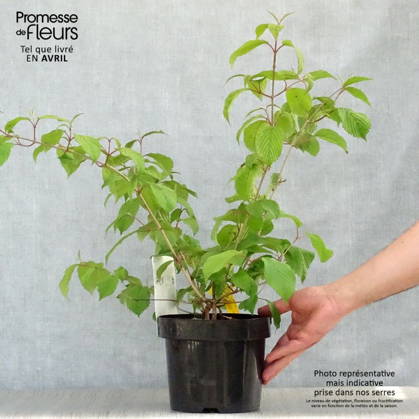 Spécimen de Viorne - Viburnum plicatum Popcorn Pot de 3L/4L tel que livré au printemps