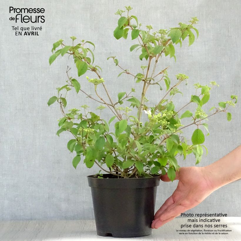 Spécimen de Viorne - Viburnum plicatum Summer Snow Flake Pot de 2L/3L tel que livré au printemps